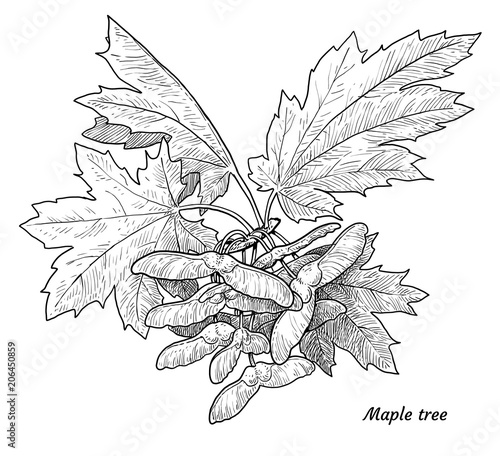 Maple, acer tree branch, leaf, seed illustration, drawing, engraving, ink, line art, vector
