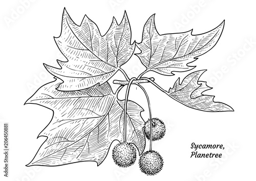 Sycamore, plane tree illustration, drawing, engraving, ink, line art, vector

