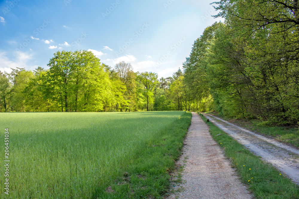 Summer nature is life