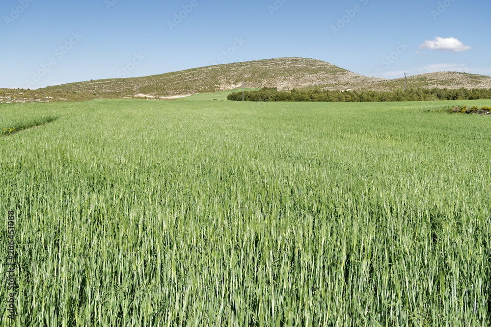 champ de blé vert