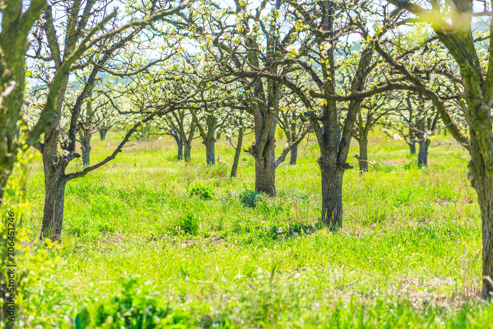 apple garden with blossoming trees apple garden with blossoming trees