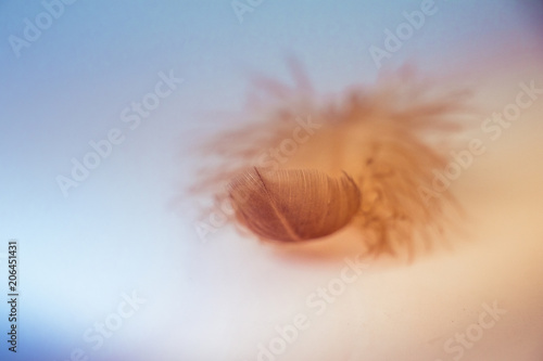 Feather light orange fall on the floor