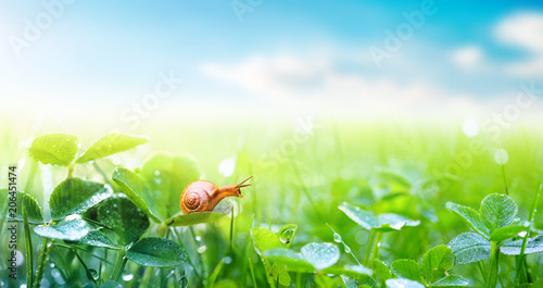 Lovely snail in grass with morning dew, macro, soft focus. Grass and clover leaves in droplets of water in spring summer nature on background blue sky with clouds, panoramic view, copy space.