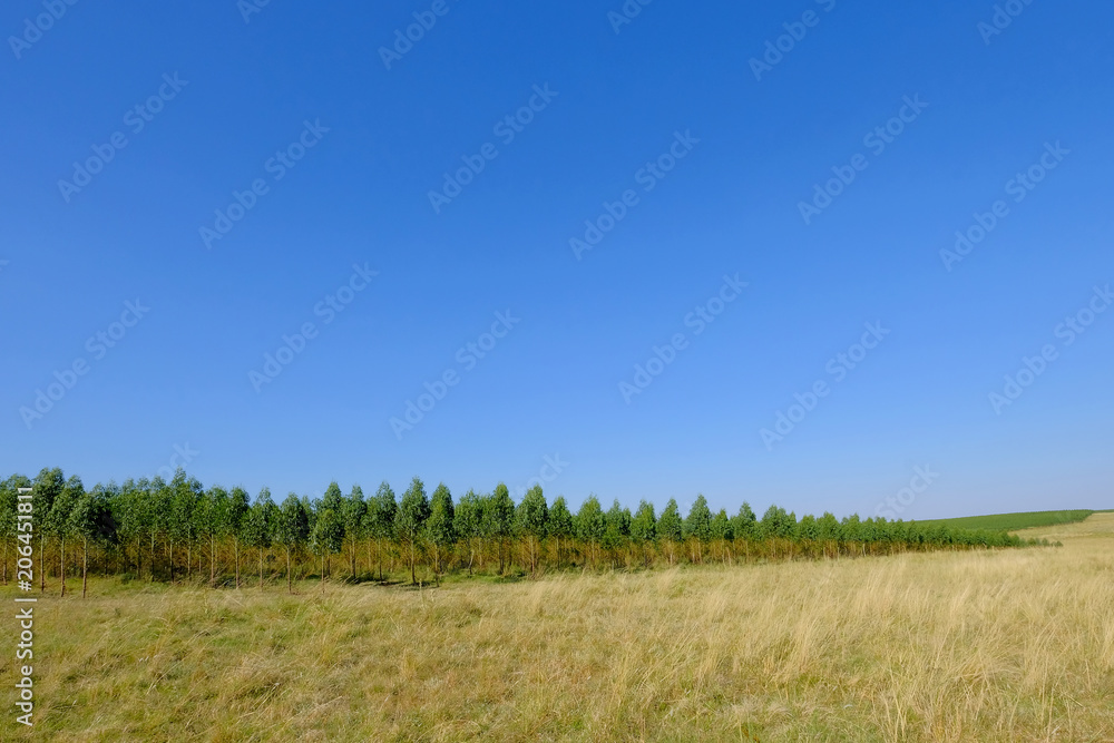 Plantation of Eucalyptus trees for paper or timber industry, Uruguay, South America. This kind of monoculture also takes place in Argentina, Chile and Brazil. Plantation of Eucalyptus trees for paper or timber industry, Uruguay, South America. This kind of monoculture also takes place in Argentina, Chile and Brazil.