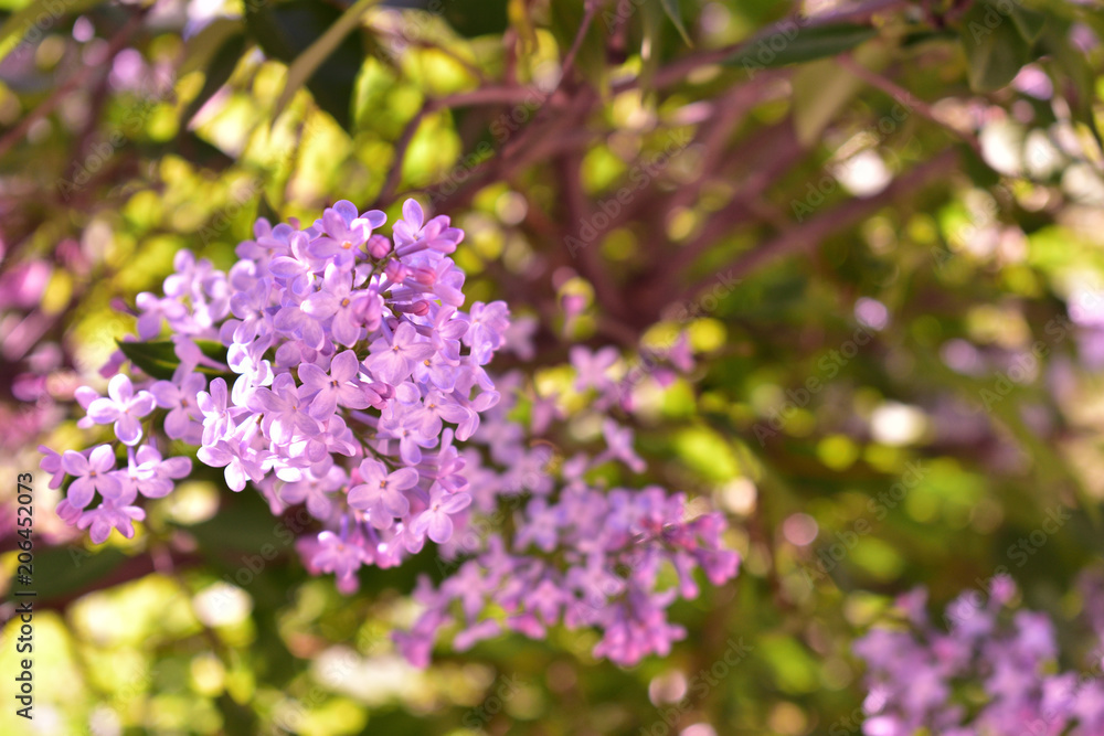 Purple lilac blooming on green background Purple lilac blooming on green background