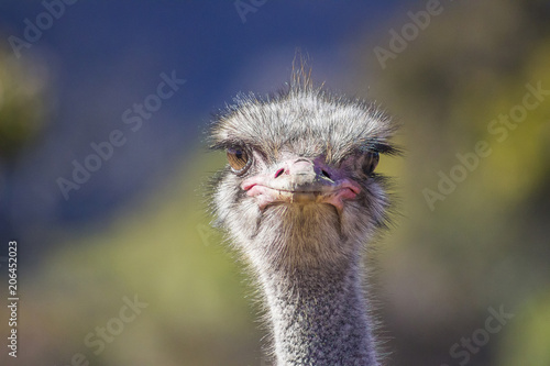Close up of Ostrich head on with soft background © Donna
