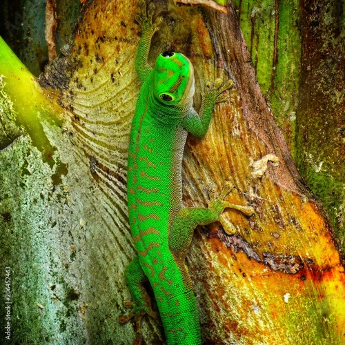 Gecko diurne et arboricole ou Phelsuma astriata photo