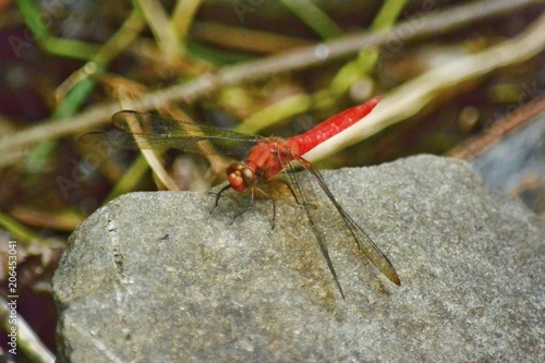 red dragonfly on the rock