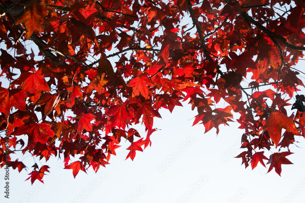 Red Maple Tree Leaves in Autumn at Kyoto, Japan Red Maple Tree Leaves in Autumn at Kyoto, Japan