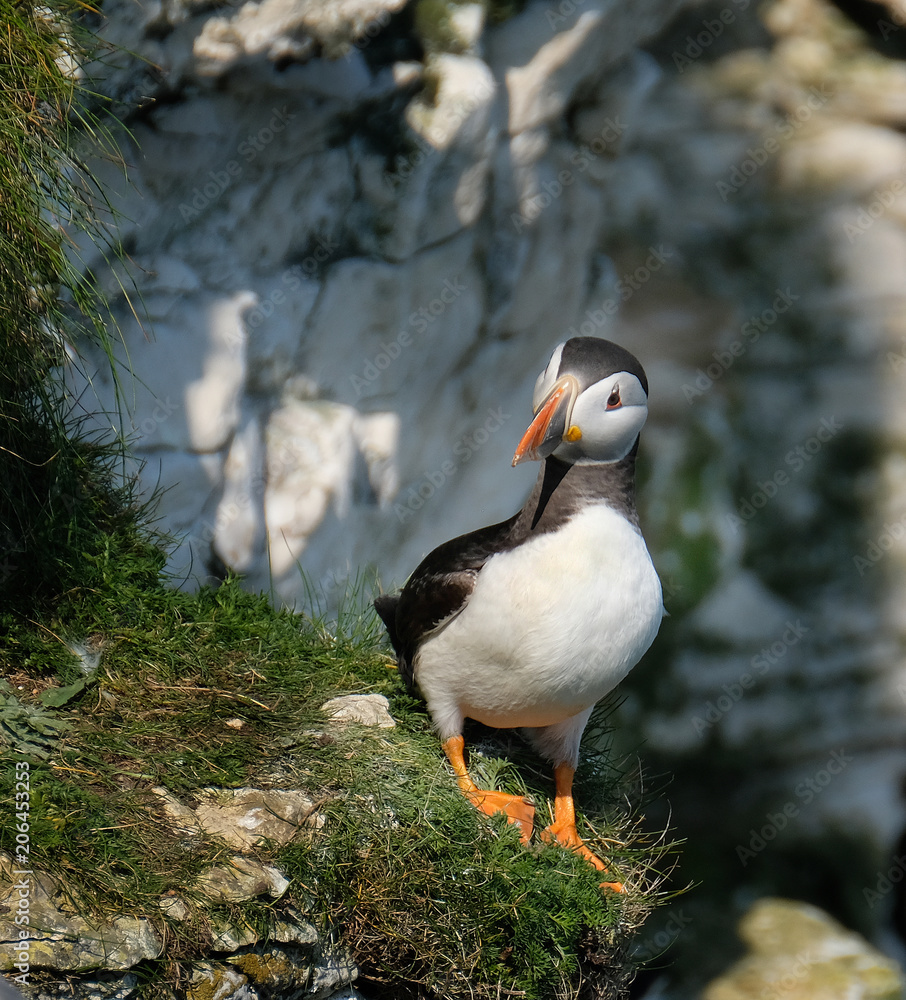 Puffins are any of three small species of alcids in the bird genus Fratercula with a brightly coloured beak during the breeding season. These are pelagic seabirds that feed primarily by diving. Puffins are any of three small species of alcids in the bird genus Fratercula with a brightly coloured beak during the breeding season. These are pelagic seabirds that feed primarily by diving.