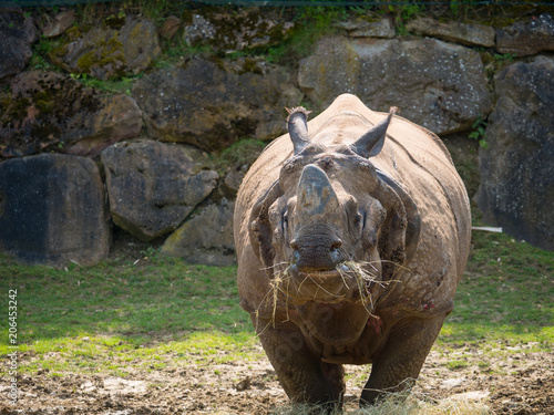 Rhinocéros photo