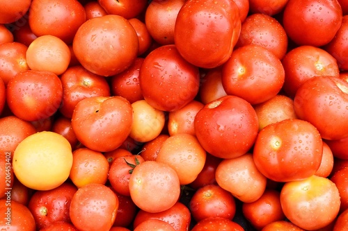 fresh tomatoes with water droplets 