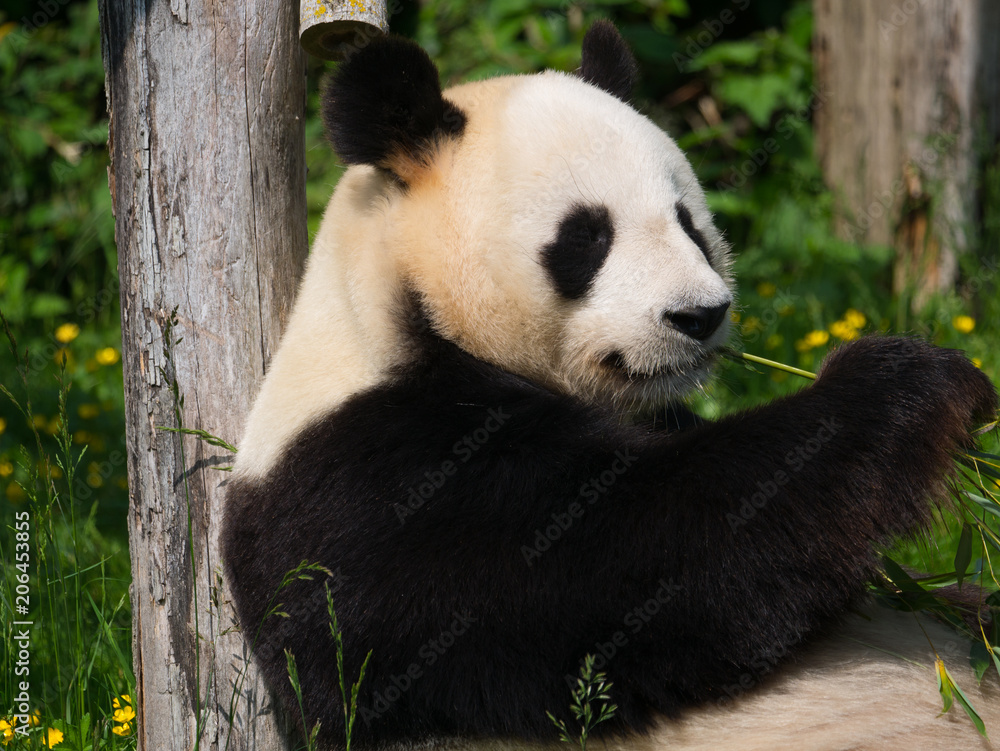 Obraz premium Panda Géant