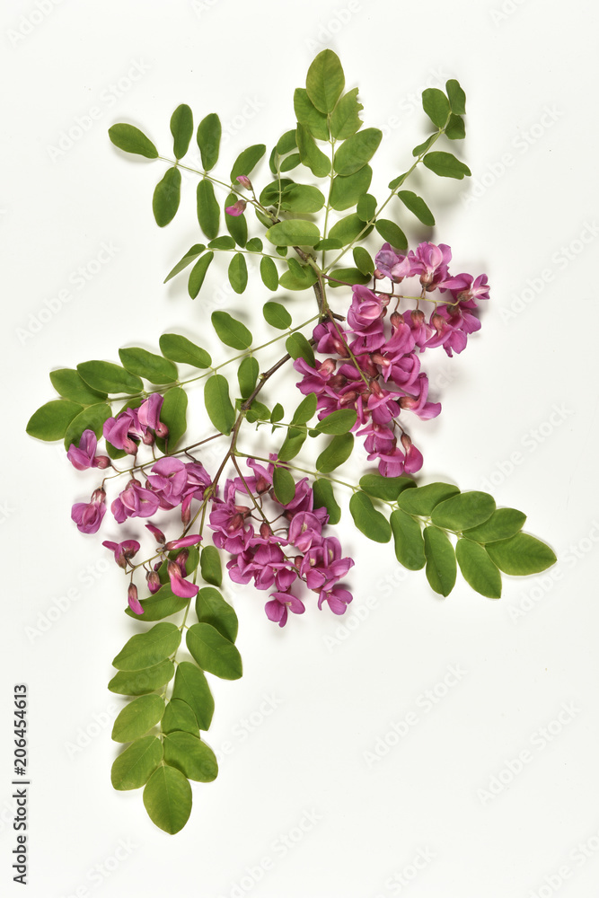 Robinier faux acacia 'Casque Rouge' / Robinia pseudoacacia Stock Photo |  Adobe Stock