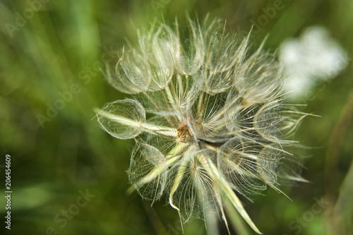 Showy goat s-beard