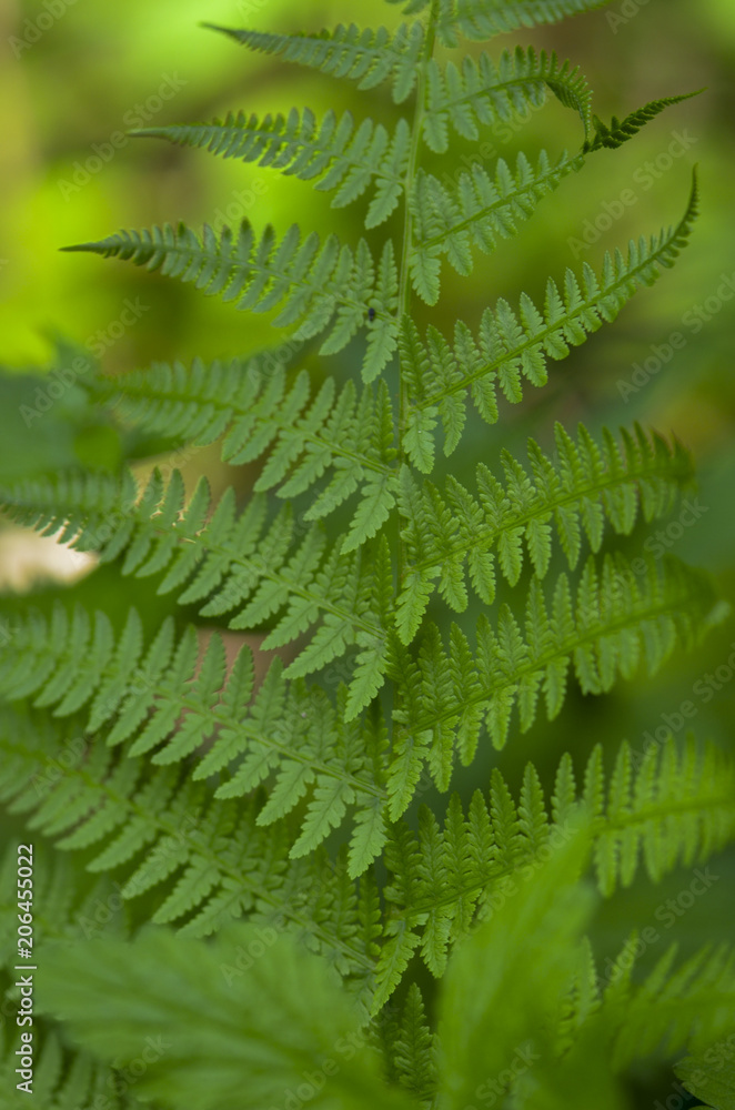 Fern plant close up