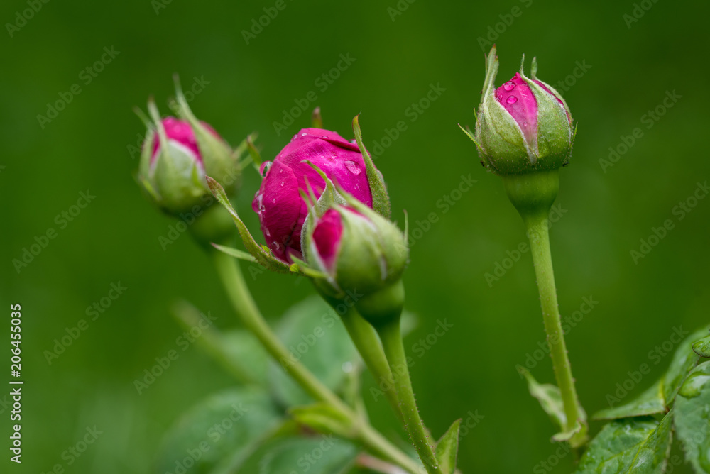 Pink Rose Flower Buds
