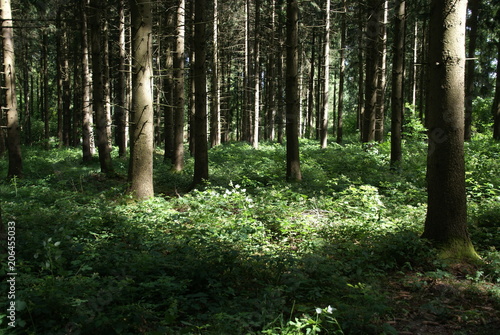 Wald mit B  umen 61