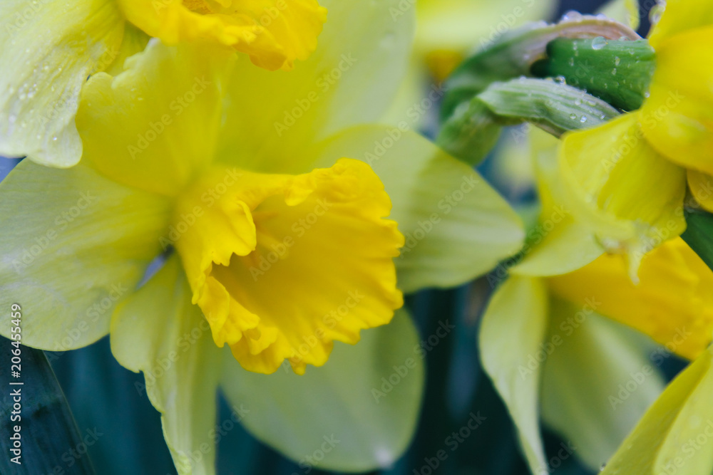 Obraz premium Yellow daffodils