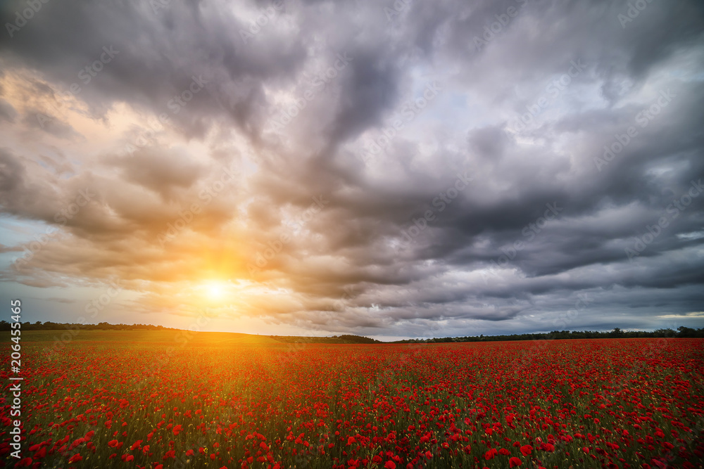 A beautiful field with red poppies flowers at sunset.

