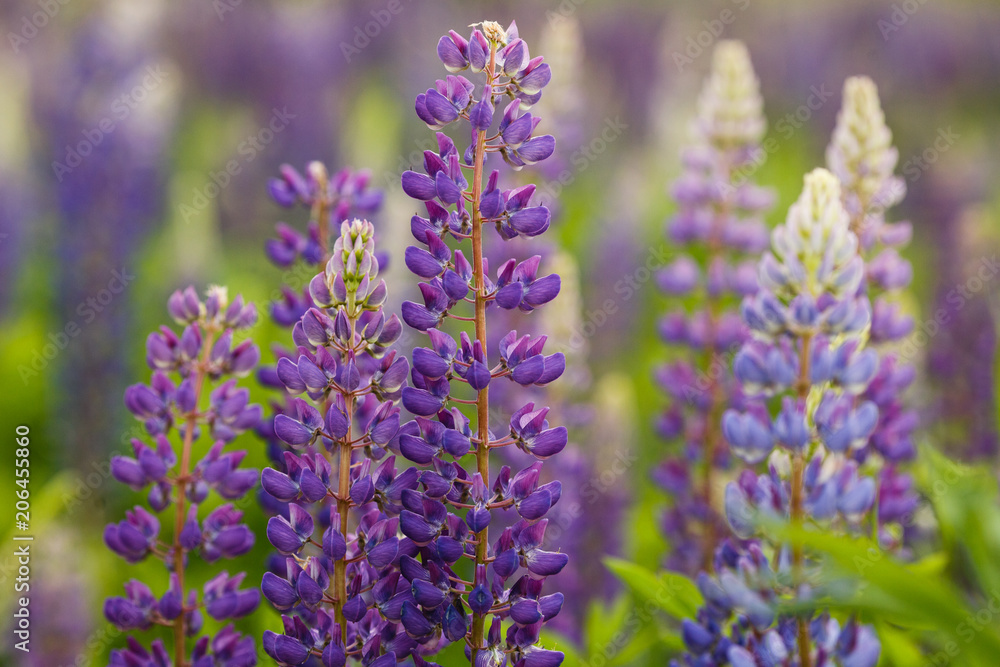 Lupine field with pink purple and blue flowers. Bunch of lupines summer flower background. Lupinus. Lupine field with pink purple and blue flowers. Bunch of lupines summer flower background. Lupinus.