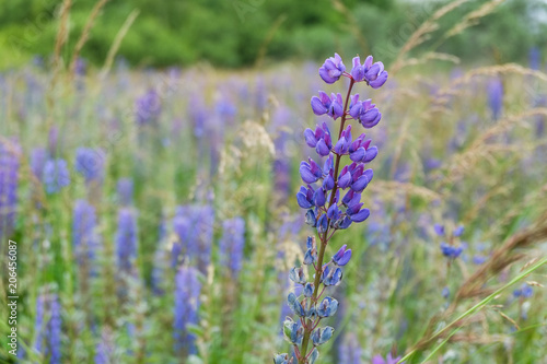 Lupine field with pink purple and blue flowers. Bunch of lupines summer flower background. Lupinus.