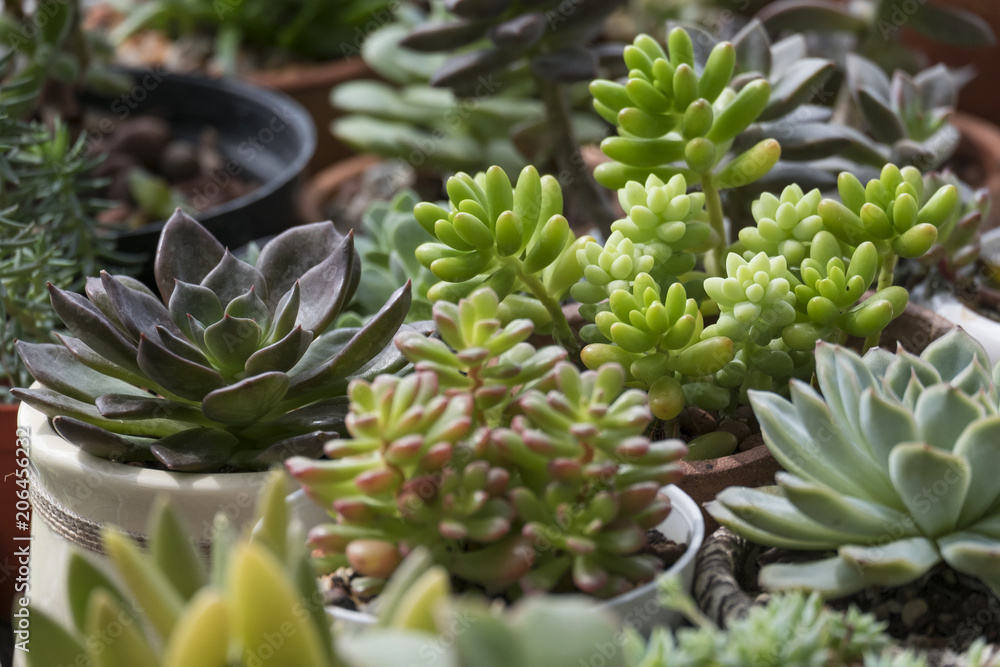 Focus Detail of Mix Sedum, Echeveria Succulent Flowering Houseplant Plant Pots Background Focus Detail of Mix Sedum, Echeveria Succulent Flowering Houseplant Plant Pots Background