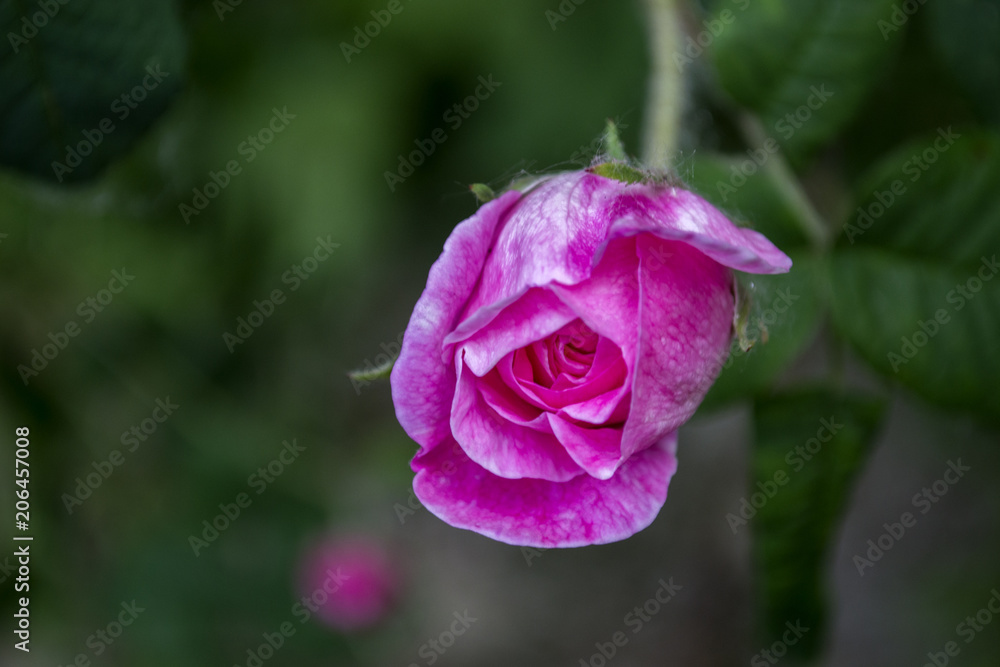 Beautiful blooming tea rose. Macro shot.