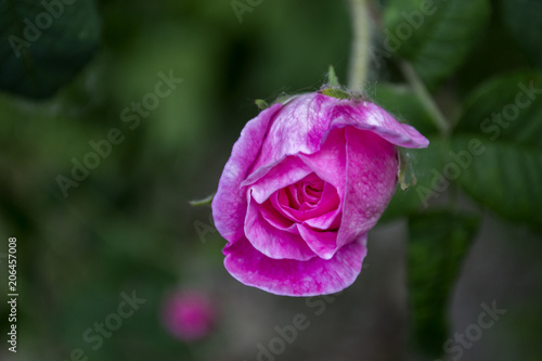 Beautiful blooming tea rose. Macro shot.
