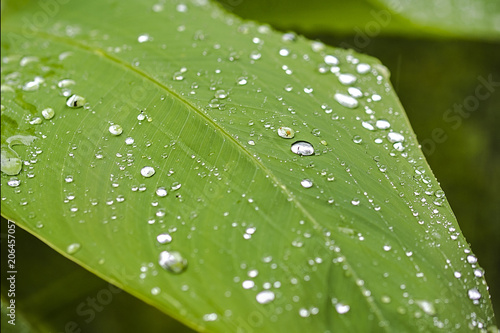 Drops on a Leaf