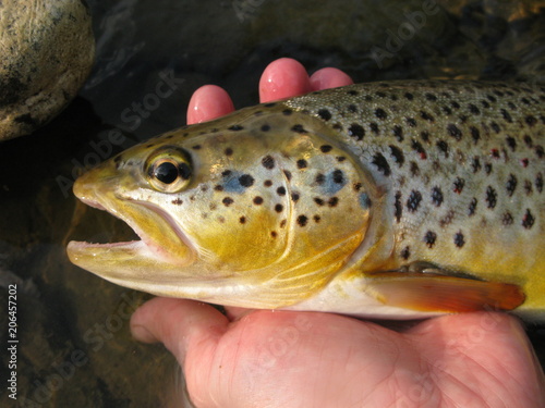 Fototapeta Naklejka Na Ścianę i Meble -  Brown trout fishing on small creek