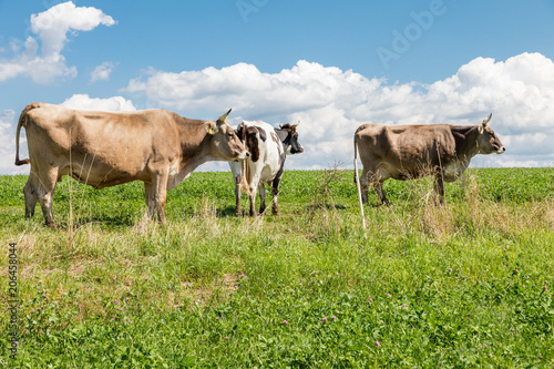 Rinder Kühe auf Weide im Sommer 