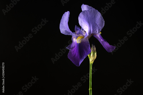 Purple Iris Flower Isolated on Black Background