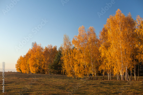 White birch trees in autumn with golden leaves