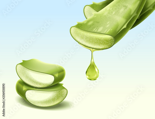 Aloe Vera plant
