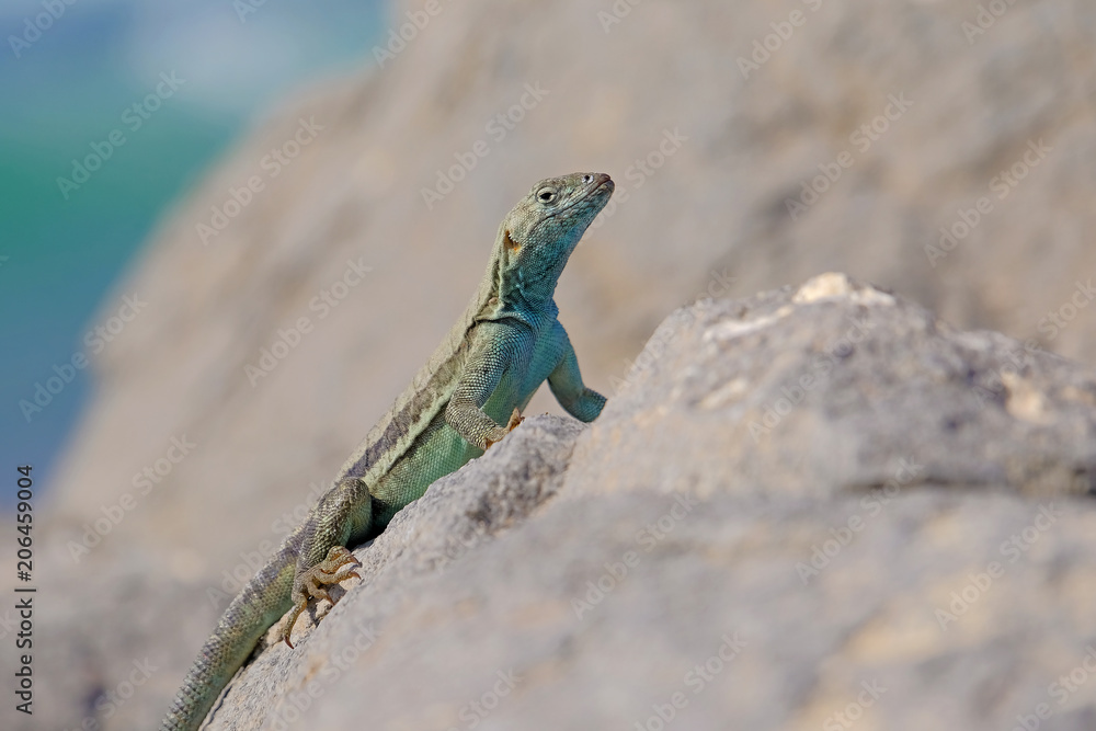 Beautiful green blue turquoise lizard, pacific coast, Atacama Desert, northern Chile, South America Beautiful green blue turquoise lizard, pacific coast, Atacama Desert, northern Chile, South America