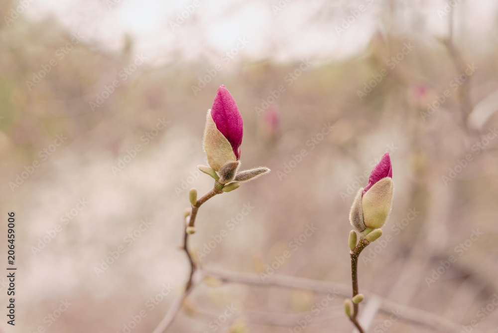 Amazing magnolia flowers in the spring season Amazing magnolia flowers in the spring season