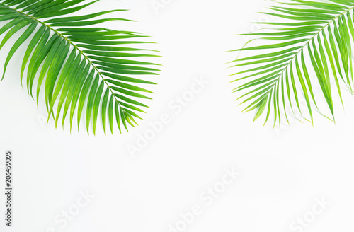 Green leaves palm isolated on white background.