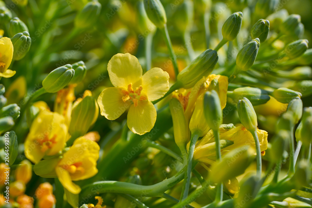 Fototapeta premium Broccoli yellow flowers macro detail