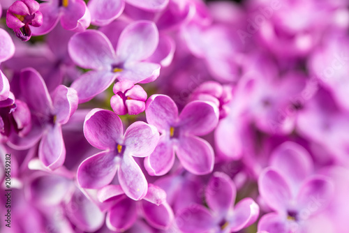 Pink Lilac Flowers