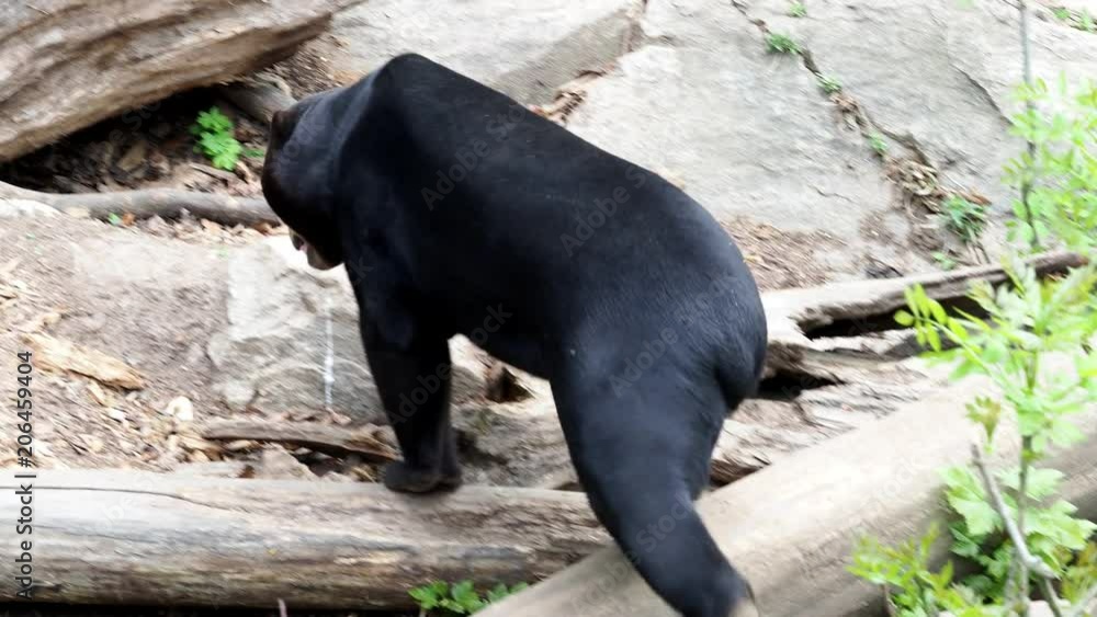 Helarctos malayanus. Beautiful smaller kind of bears. Helarctos malayanus. Beautiful smaller kind of bears.