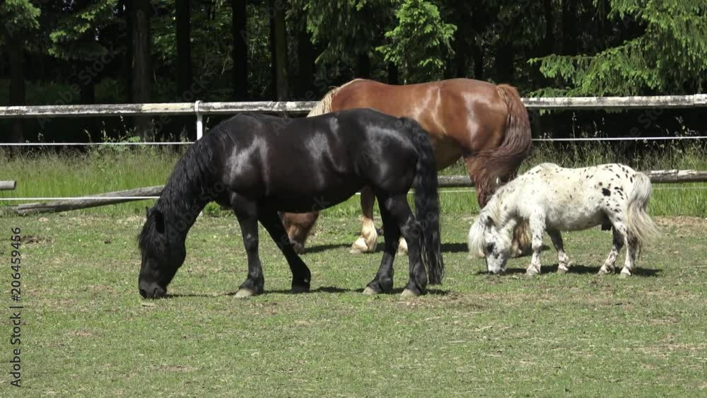 Grazing horse on a green meadows. Portrait of a horse eating
Grazing horse on a green meadows. Portrait of a horse eating