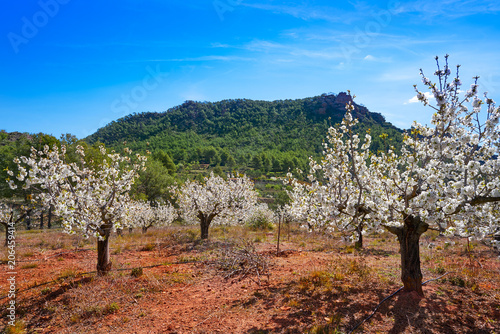 Calderona mountain Cherry Blossom in Valencia