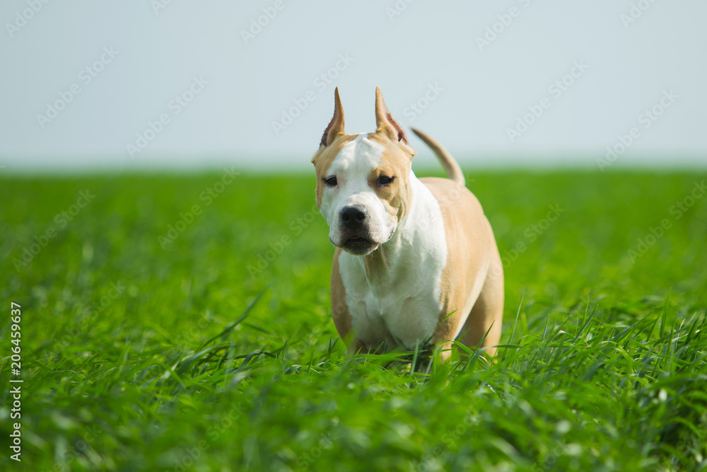 American Staffordshire Terrier