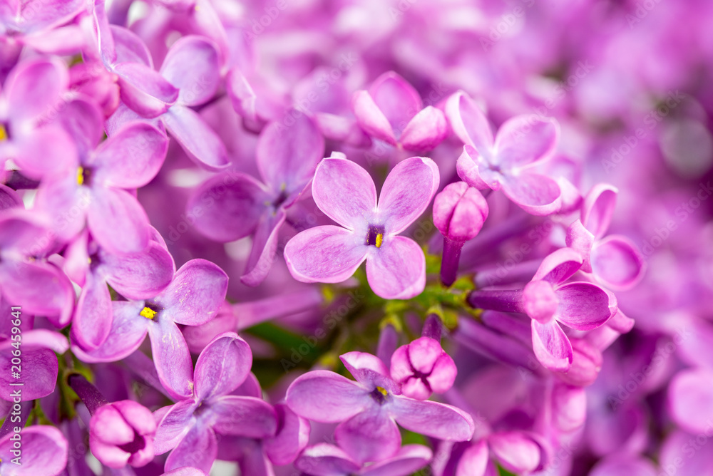 Lilac Flowers Blossom