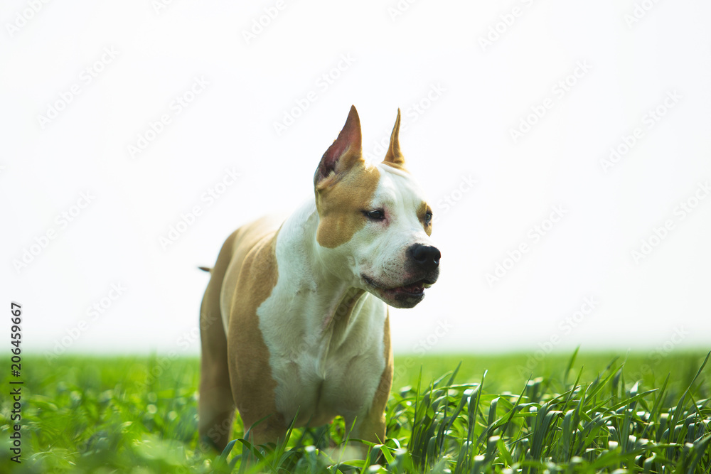 American Staffordshire Terrier