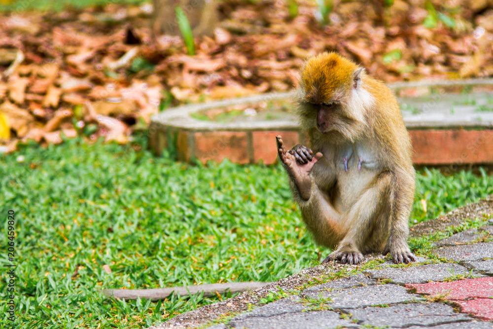 Obraz premium Monkeys, Penang, Malaysia