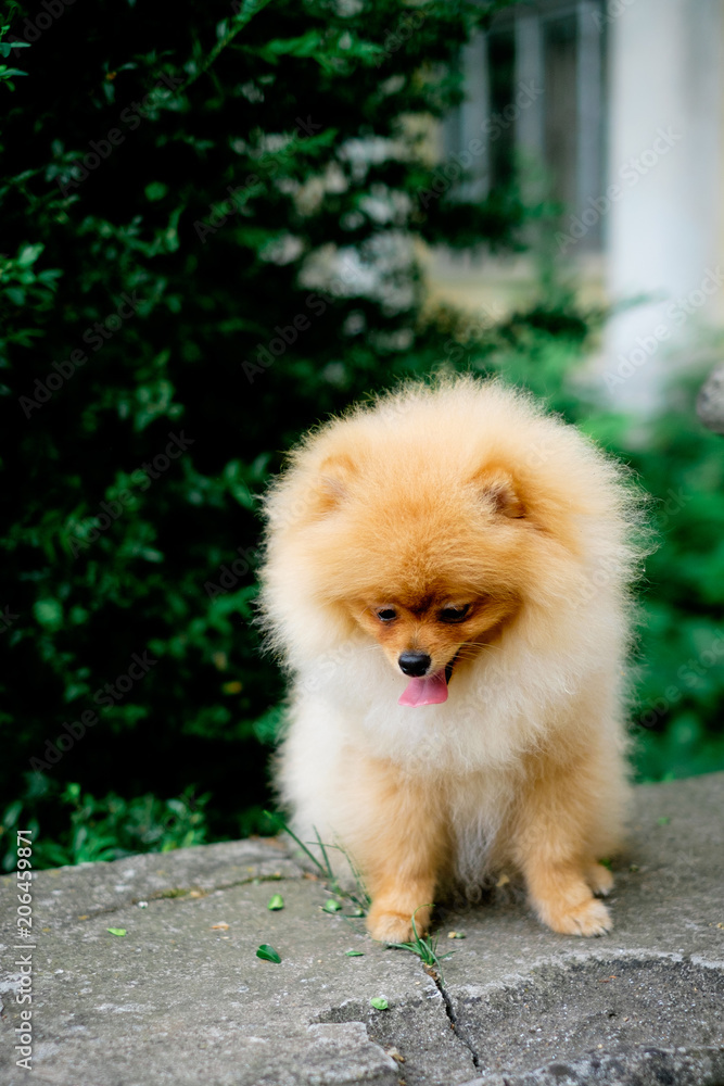 dog pomeranian spitz smiling watch the evening sun at the park's nature. dog pomeranian spitz smiling watch the evening sun at the park's nature.