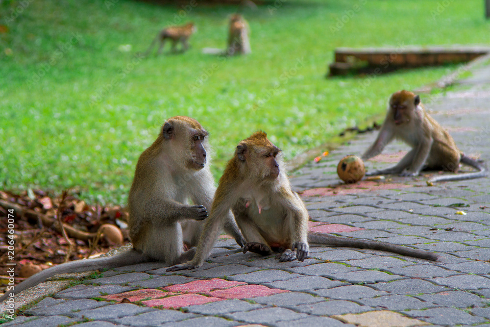 Obraz premium Monkeys, Penang, Malaysia