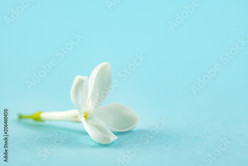 White Small Lilac Flower on Blue Background